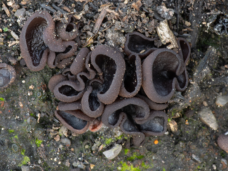 Plicaria carbonaria